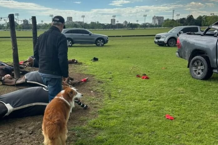 Las yeguas que murieron en San Isidro